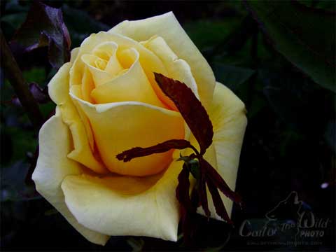 Hoa hồng - Rose